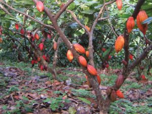 Children’s exploitation in cocoa field